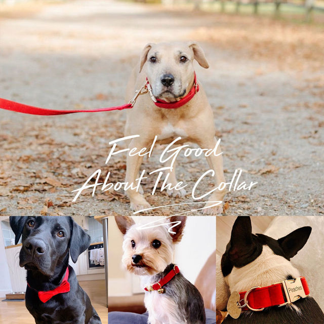 Picture of Personalized Dog Name Collar - Custom Multiple Color Velvet Dog Collar Sets - Engraved Pet Name Tag Metal Buckle - Best Wedding and Christmas Puppy Gifts