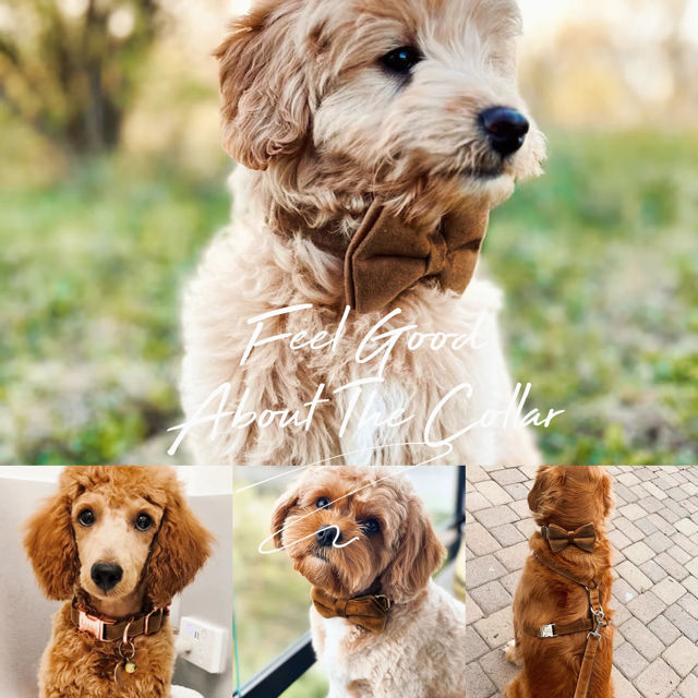 Imagen de Collar con nombre de mascota personalizado - Collares de terciopelo para perros de varios colores personalizados - Etiqueta con nombre de mascota grabada personalizada con hebilla de metal - Regalo para cachorros para bodas y Navidad