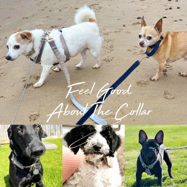 Imagen de Collar con nombre de mascota personalizado - Collares de terciopelo para perros de varios colores personalizados - Etiqueta con nombre de mascota grabada personalizada con hebilla de metal - Regalo para cachorros para bodas y Navidad