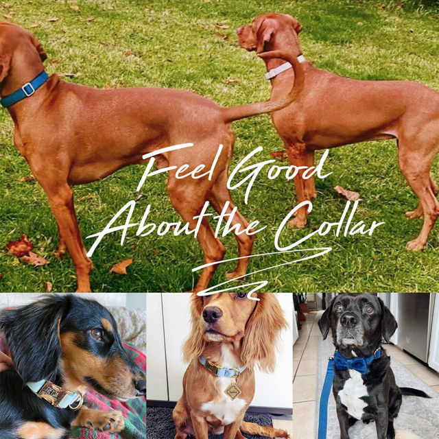 Picture of Personalized Multiple Color Velvet Dog Collar Leash Sets - Custom Engraved Pet Name Plate Metal Buckle - Best Wedding and Christmas Puppy Gifts